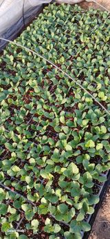 산양 위만(엄문섭)님의 작성글 사진