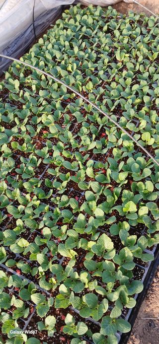 산양 위만(엄문섭)님의 호박 · 영농일지 작성글 사진