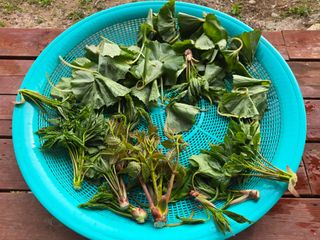 오세창님의 기타작물 · 영농일지 작성글 사진