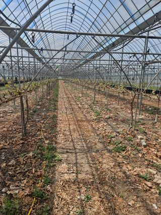 블루베리13637님의 포도 · 영농일지 작성글 사진