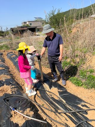 강원도농산물님의 옥수수 · 영농일지 작성글 사진