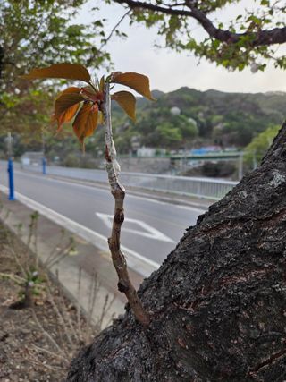 김용대님의 기타작물 · 영농일지 작성글 사진