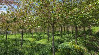 정진우님의 기타작물 · 영농일지 작성글 사진