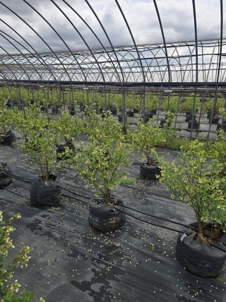 축복농장님의 기타작물 · 영농일지 작성글 사진