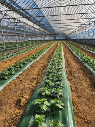 심상진님의 오이 · 영농일지 작성글 사진