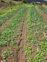 팜모닝 기타작물·영농일지 게시글 이미지