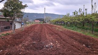 장원팜님의 배 · 영농일지 작성글 사진