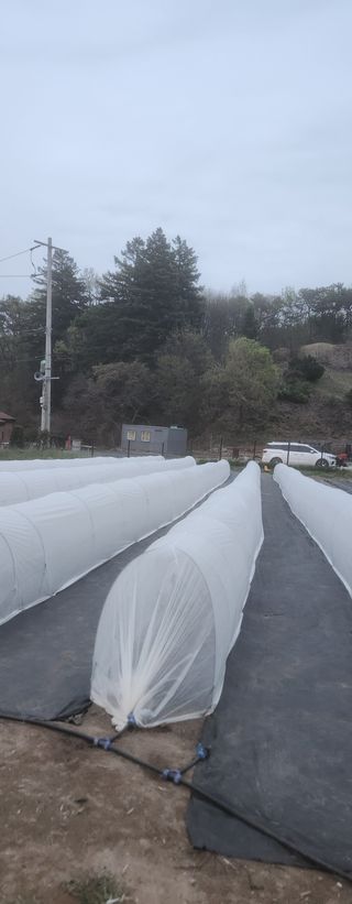 안나님의 기타작물 · 영농일지 작성글 사진