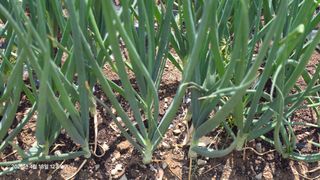 박용열조물주님 님의 기타작물 · 영농일지 작성글 사진