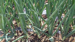 박용열조물주님 님의 기타작물 · 영농일지 작성글 사진