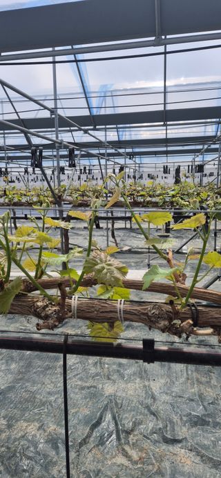 이화주님의 포도 · 영농일지 작성글 사진