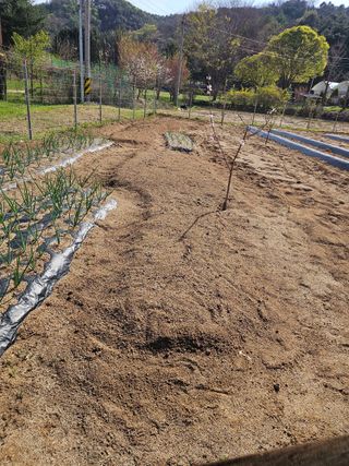 기진성님의 자두 · 영농일지 작성글 사진