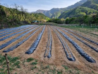 자병산무농약고추님의 감자 · 영농일지 작성글 사진