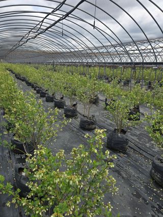 축복농장님의 기타작물 · 영농일지 작성글 사진