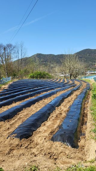 양석원님의 고추 · 영농일지 작성글 사진