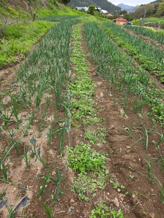 김성환님의 기타작물 · 영농일지 작성글 사진