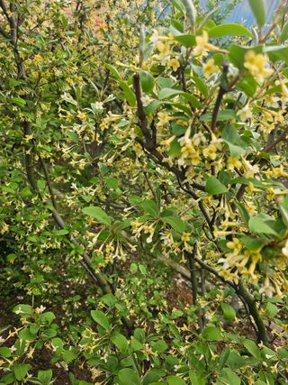 서정훈 님의 기타작물 · 영농일지 작성글 사진