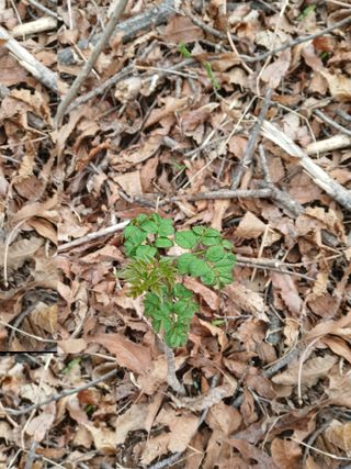 거창두릅농원김성희님의 두릅 · 영농일지 작성글 사진