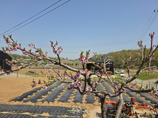권병☆님의 복숭아 · 영농일지 작성글 사진