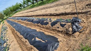 산수화풍님의 기타작물 · 영농일지 작성글 사진