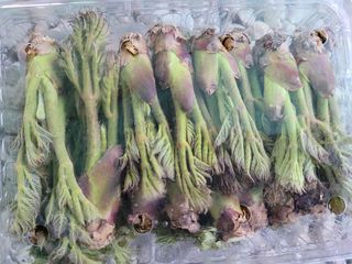 돈디아고(김덕수)님의 두릅 · 영농일지 작성글 사진