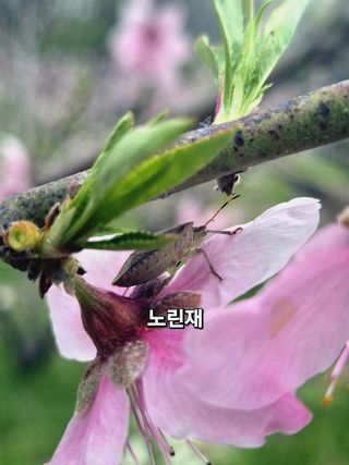 달맛햇복숭아농원님의 복숭아 · 영농일지 작성글 사진