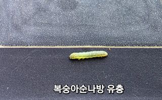 달맛햇복숭아농원님의 복숭아 · 영농일지 작성글 사진