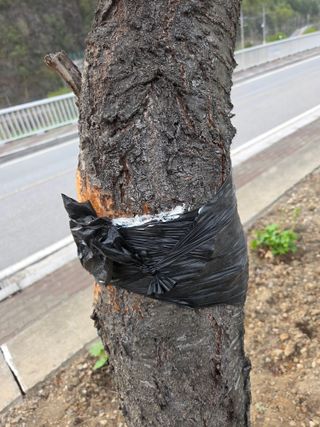 김용대님의 기타작물 · 영농일지 작성글 사진