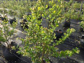 축복농장님의 기타작물 · 영농일지 작성글 사진