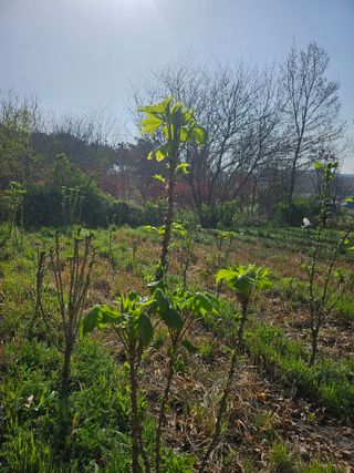 쌍학리 농민님의 두릅 · 영농일지 작성글 사진