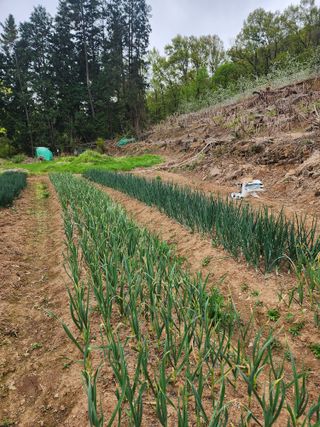 신승덕맛익는사과님의 기타작물 · 영농일지 작성글 사진