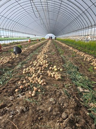 이낙훈님의 기타작물 · 영농일지 작성글 사진