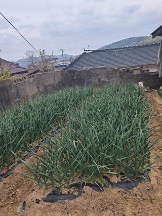 딸기15538님의 기타작물 · 영농일지 작성글 사진