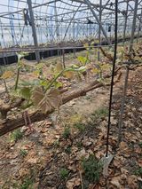 팜모닝 포도·영농일지 게시글 이미지