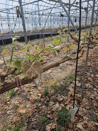 블루베리13637님의 포도 · 영농일지 작성글 사진