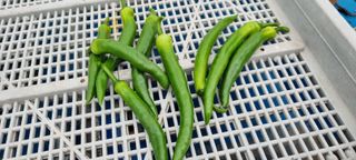 한밭농원님의 고추 · 영농일지 작성글 사진