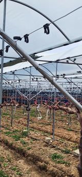 팜모닝 포도·영농일지 게시글 이미지