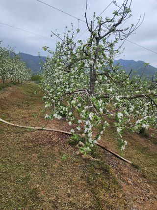 신승덕맛익는사과님의 기타작물 · 영농일지 작성글 사진