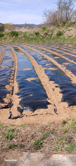 산양 위만(엄문섭)님의 호박 · 영농일지 작성글 사진