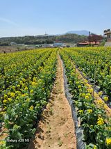 팜모닝 배추·영농일지 게시글 이미지