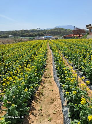 귤21628님의 배추 · 영농일지 작성글 사진