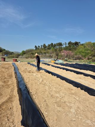 김용민님의 고추 · 영농일지 작성글 사진