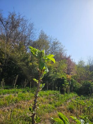 쌍학리 농민님의 두릅 · 영농일지 작성글 사진