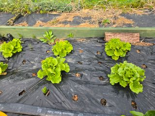 오세창님의 기타작물 · 영농일지 작성글 사진