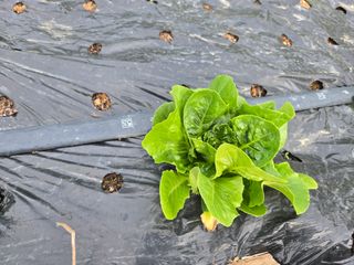 오세창님의 기타작물 · 영농일지 작성글 사진