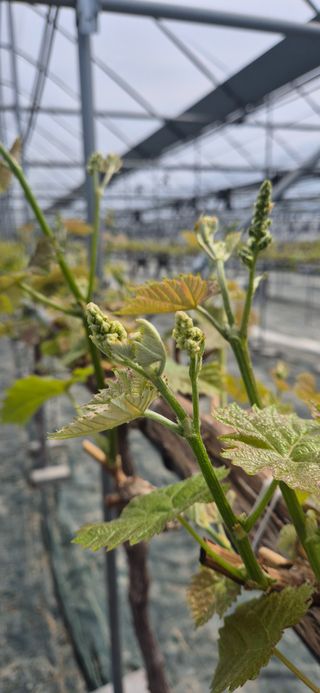 이화주님의 포도 · 영농일지 작성글 사진