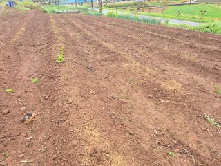 박정원님의 감자 · 영농일지 작성글 사진