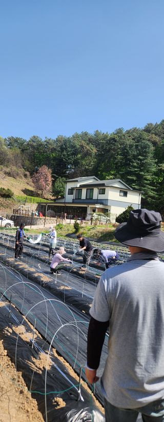 안나님의 기타작물 · 영농일지 작성글 사진