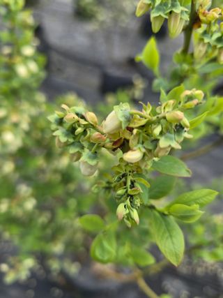 축복농장님의 작성글 사진