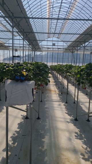 김은환님의 딸기 · 영농일지 작성글 사진